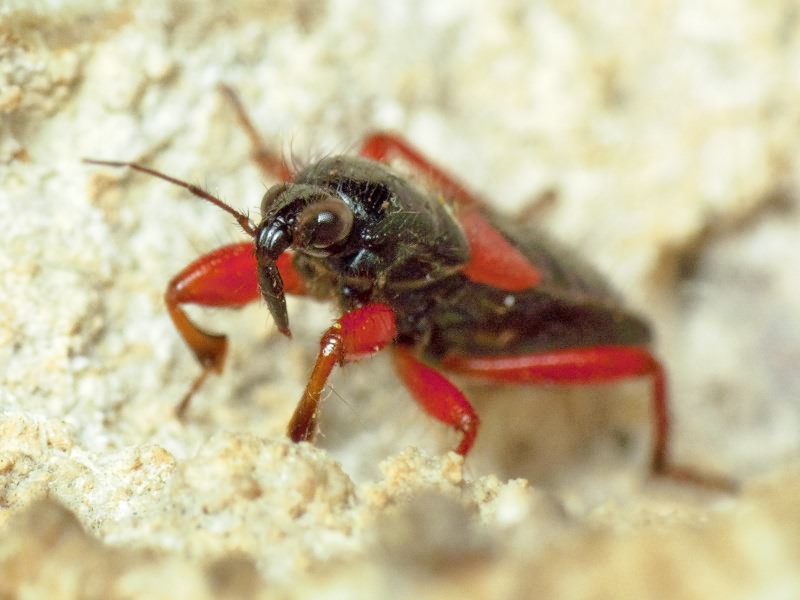 Prostemma guttula (Fabricius, 1787)